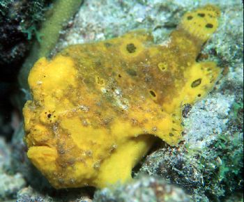 Yellow frogfish taken in Curacao using NikV, 35mm lens, c... by Beverly Speed 